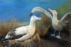短尾信天翁：有着超短的尾巴,属大型海鸟喜欢海上生活