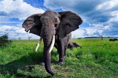 非洲象是什么动物？一种生活在非洲的哺乳动物