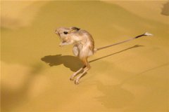 非洲跳鼠：别称埃及小跳鼠（个头小体长30厘米左右）