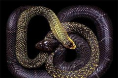 菲律宾眼镜蛇：属于脊索动物有着超强的毒性
