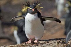 凤头黄眉企鹅：一种最小的企鹅,具有一定的跳跃能力