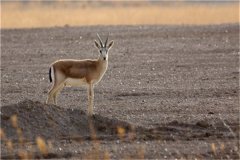 鹅喉羚：生活在荒漠的动物,体型和黄牛类似（适应能力强）