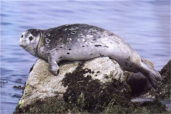 港海豹：喜欢生活在温带区域（国家二级保护动物）