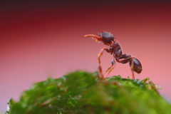 红蚂蚁咬了红肿痒怎么办?碱性水洗，毒性不大(切勿抓挠)