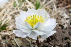 雪山盛开的花有哪些?雪莲花濒危物种，紫苑耐寒(高45cm)