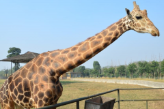 世界上最高的动物:长颈鹿，高达8米颈长2米(叉开腿喝水)