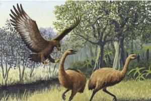 地球史上最大的鹰，哈斯特鹰翼展3.5米(500年前灭绝)