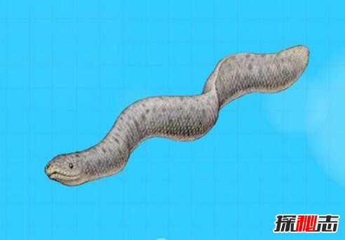 巨型海蛇插图1