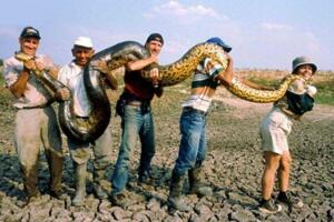 世界上最大的蛇类，亚马逊森蚺(体长10米捕食鳄鱼)