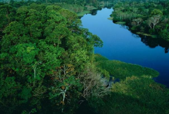 亚马孙热带雨林：世界最大的雨林(世界动植物王国)