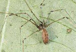蜘蛛界的大长腿幽灵蛛，捕食昆虫是人类的好朋友(无毒)