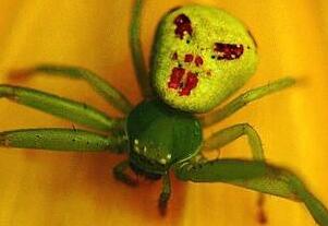 世界上最诡异的人面蜘蛛，背部花纹酷似人脸(细思极恐)