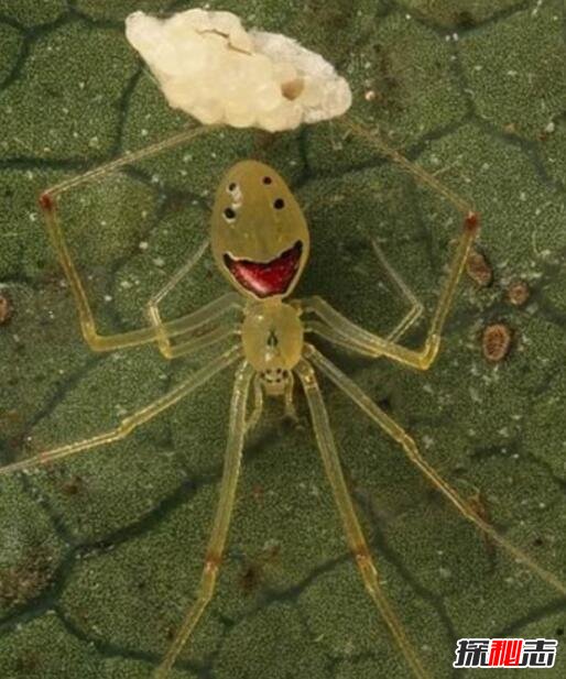 笑脸蜘蛛 吓人图片