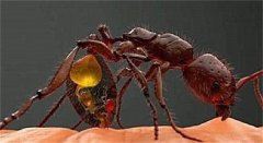 遇到天敌就自爆，肚子填满毒液的蚂蚁，中毒比中弹还难受