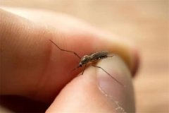 蚊子如此讨厌，为何不把它们彻底消灭？科学家：那会是灾难的开始