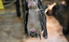 蝙蝠是适应力最强的哺乳动物，为何如今却濒临灭绝（可怜的蝙蝠）