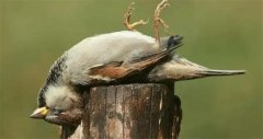 ȸ洦ɼΪʲôټǵʬ壿ȸݣ