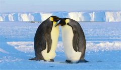 北极为什么没有企鹅，据说曾有人在几十年前将69只企鹅放养在北极