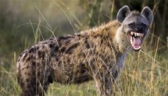 斑鬣狗与狮子发生冲突之后，狮子为什么只是咬死它而不吃它