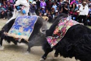 斗牛节是哪个国家的节日，苗族/侗族(对牛非常的崇拜)