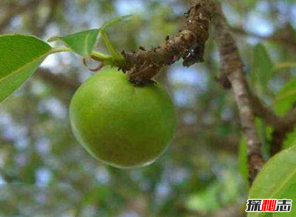 世界上最致命的树 果实像苹果,不能躲雨、吃烧砍摸