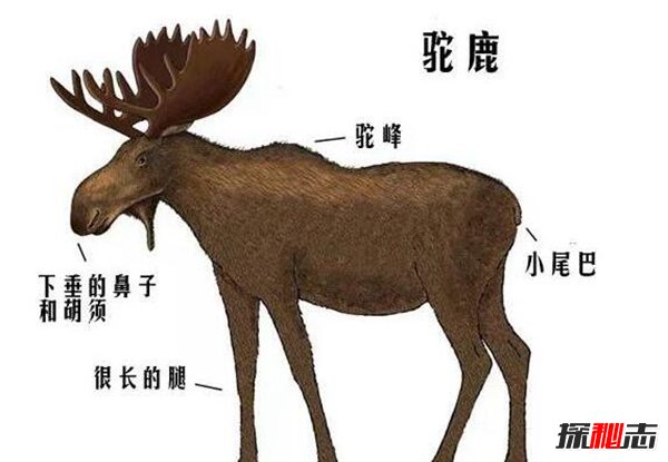 世界上最大的鹿 驼鹿体型像骆驼鹿角像铲子 长3米重1吨 探秘志
