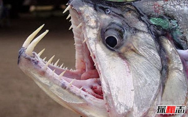 十大恐怖鱼十种图片