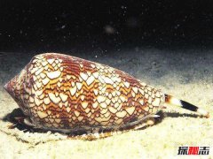 世界最毒的蜗牛：锥形蜗牛致命毒液一触即死（30多人葬身）