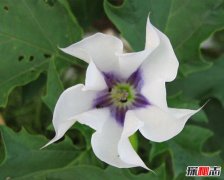 冥界四花分别是哪四花？神秘地狱之花有什么魔力