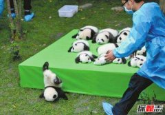 全世界只有中国有大熊猫吗？原因是什么呢？