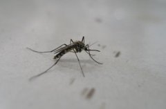 蚊子怕什么 这几种东西驱蚊效果很不错