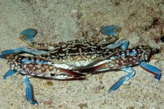 远海梭子蟹:形似梭子的蓝色螃蟹(长有船桨般的后足)