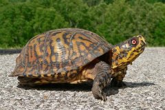 卡罗莱纳箱龟:美国分布最广的箱龟(全身遍布橙红条纹)
