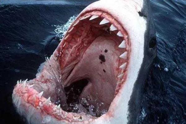 鲨鱼吃人恐怖可怕图片