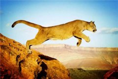 美洲狮：美洲境内最大金猫属的动物（雄性个头更大一些）