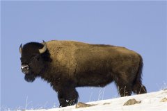 美洲野牛：体型最大的哺乳动物（同性恋是比较常见的）
