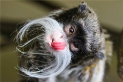 棉冠獠狨：一种比较长寿的猴子（寿命打破了很多物种纪录）