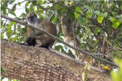绿疣猴：生活相当依赖大树（喜欢在大树之间跳跃）