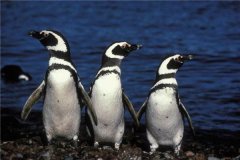 麦哲伦企鹅：对于繁殖地要求很高（一种很挑剔的动物）