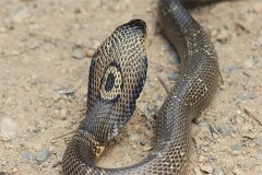 孟加拉眼镜蛇：虽有剧毒但是可被医学利用（丘陵中生活）