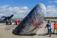 抹香鲸：世界上最大的鲸鱼之一（分布范围相当广泛）
