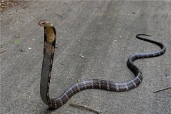 莫桑比克射毒眼镜蛇：最会喷毒的眼镜蛇（南非毒蛇）