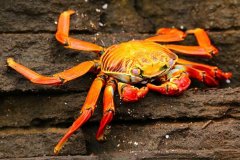 螃蟹如何分辨公母：公螃蟹腹部是三角形(母螃蟹腹部是圆形)