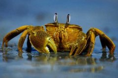 螃蟹有没有毒：螃蟹本身没有毒(螃蟹夹子上的毛有毒吗)