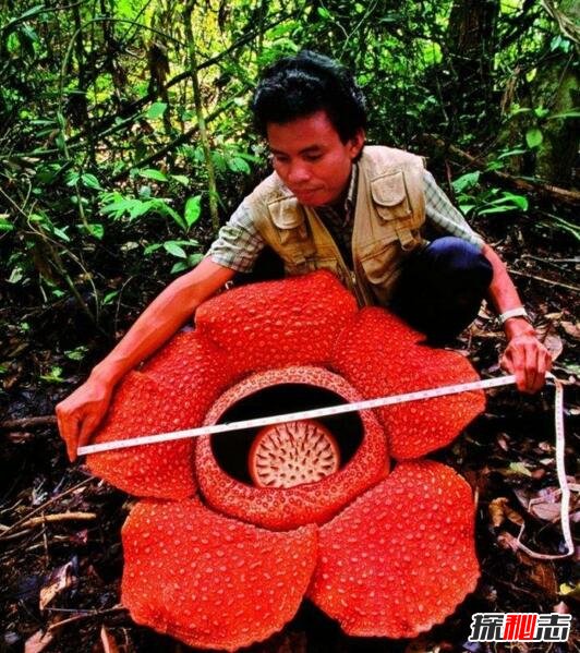 世界上最大的花 大王花直径1 4米能吃人 图片 探秘志