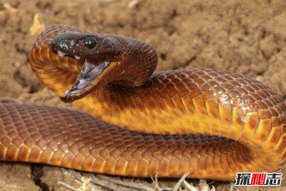 世界上最毒的陆栖蛇,内陆太攀蛇(一口毒可杀25万只老鼠)
