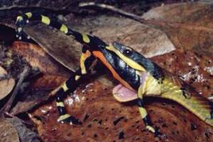 南美箭毒蛙的天敌是什么，能免疫蛙毒的蛇(专杀箭毒幼蛙)