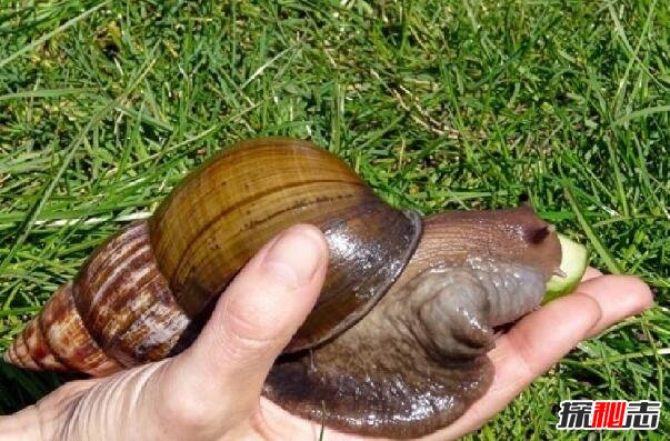 最大的蜗牛有多大图片