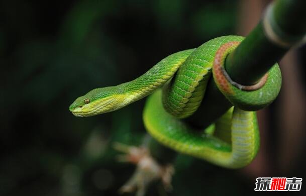 竹叶青蛇有几种图片