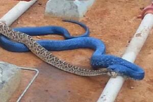 蓝蛇是什么蛇，价值330万的变异蓝化绿树蟒(视频图片)